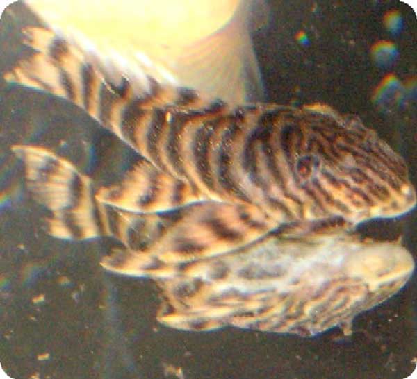 L002 Tiger Pleco - 4 inch